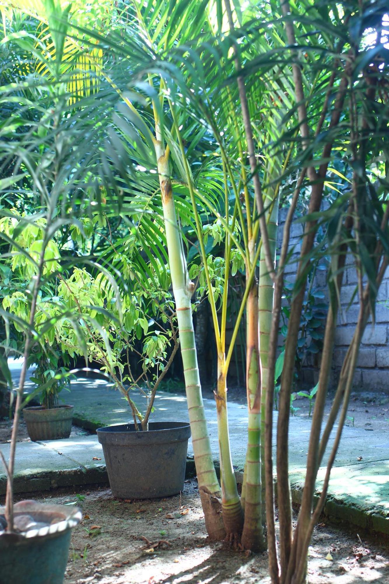 Three V Homestay Kuta  외부 사진