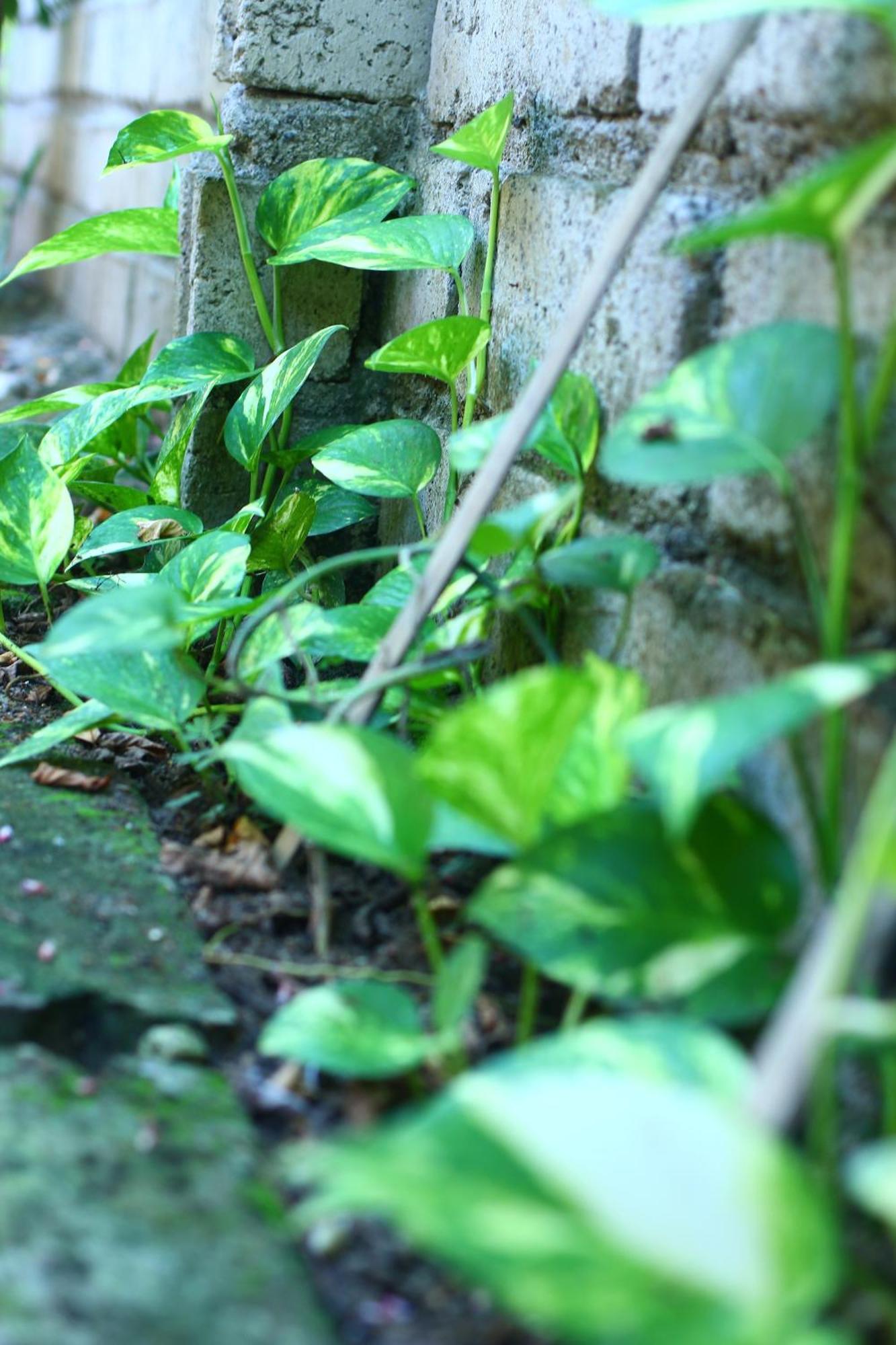 Three V Homestay Kuta  외부 사진
